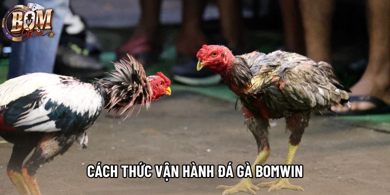 Cách thức vận hành đá gà bomwin Cách thức vận hành đá gà bomwin
